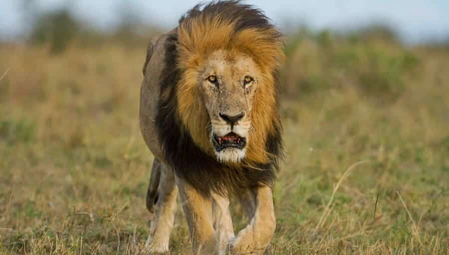 setiap gua abis pmo berasa mangsa dikejar predator (unsplash - lion)